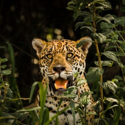 Librepensador. Amante de la naturaleza. Tengo una respuesta natural para lo que es impuesto.