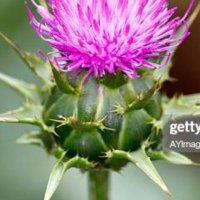 Lady Thistle (@annelkin) 's Twitter Profile Photo Lady Thistle (@annelkin) 's Twitter Profile Photo