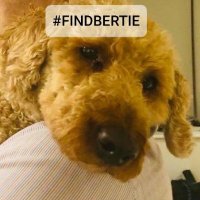 MayaGracieH #FindBertie #EastSussex(@MayaGracieH) 's Twitter Profile Photo