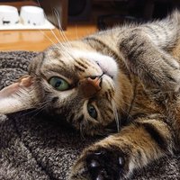 Tsuki (@tsuki_cube) 's Twitter Profile