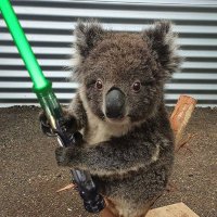 Koalas Every Hour(@KoalasEveryHr) 's Twitter Profile Photo