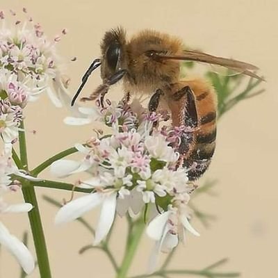 Por el amor a la naturaleza