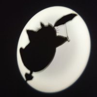 こんこん (@_tanu_tanu) 's Twitter Profile
