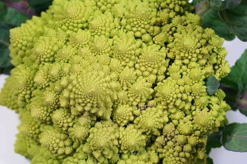 hirohana163's profile picture. 古くからのアニメファン。詳しくはないけど、クラシックやバレエ、日本の古典芸能なども好きで、よく分からないなりに楽しんでいます。  野鳥や植物、星を眺めつつ、下手な写真も写して時々投稿しています。
名前は「ろうえんグリーン」と読むつもりです。高村光太郎の「老猿」と「ローエングリーン」を掛けて遊んでいます。