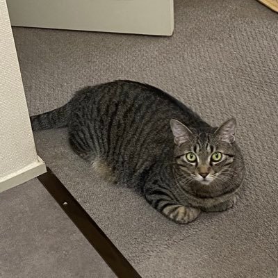 ZeV5KiBLbqrgb2u's profile picture. ピアノとゲ-ムと猫の好きなおばあさんです。 宜しくお願い致します。ピアノは40年ぶりにはじめた再開組です。3年前に夫を亡くしネコと二人暮らしです。