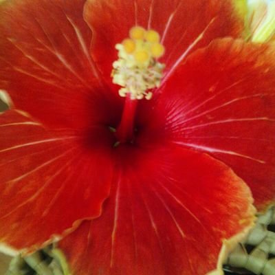 puanani311's profile picture. 