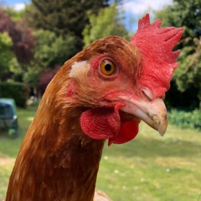 Carobaro3's profile picture. 🦖# IStandWithJKR #LetWomenSpeak Adult human female 💚🤍💜