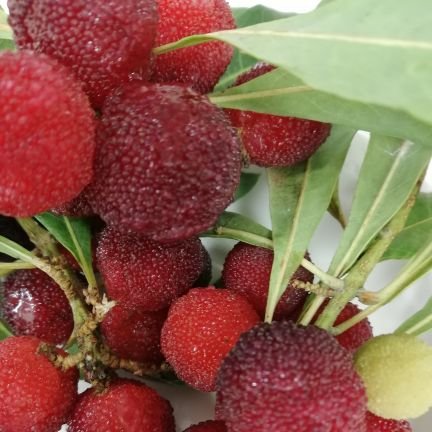 mikitii_berries's profile picture. コーヒー、ハーブティー好きです。コーヒーはエアロプレスがお気に入りでしたが、最近少しドリップにも慣れてきました☕
長い間迷っていたエアロプレス用のアタッチメント、購入しました〜