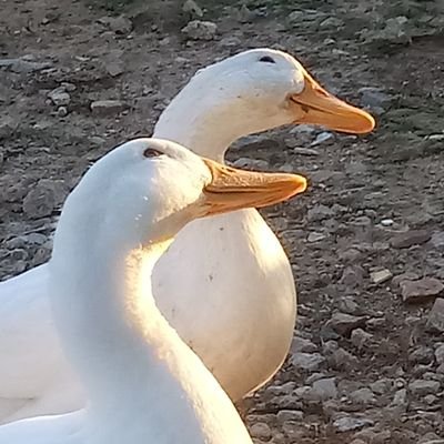 duck200412's profile picture. 🐣200412~💚Yeondu&Nari💛
🐣210418~💛Mango&Lime💚
🐥💚Chorong💛
무언가를 키운다는것은... 똥을 치우는 일이다.