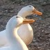 🦆삑삑이와 룸메이트🪿 (@duck200412) Twitter profile photo 🦆삑삑이와 룸메이트🪿 (@duck200412) Twitter profile photo