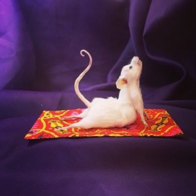 ratzpuzzy's profile picture. hi