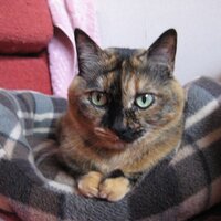 お山の猫 (@oyamanoneko) 's Twitter Profile Photo