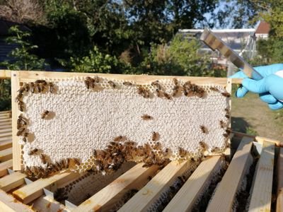 Hobby Beekeeper based in Middlezoy on the Somerset Levels.
#Somerset #beekeeping #Honey #Nature