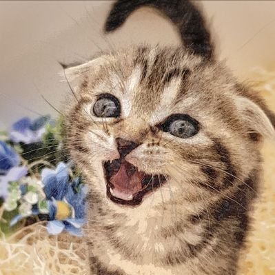 子猫ちゃんねる 三毛猫のオス K6oxlkmemqvnydi Twitter