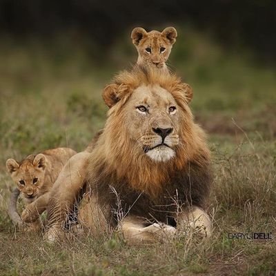 EnnoMashea's profile picture. 