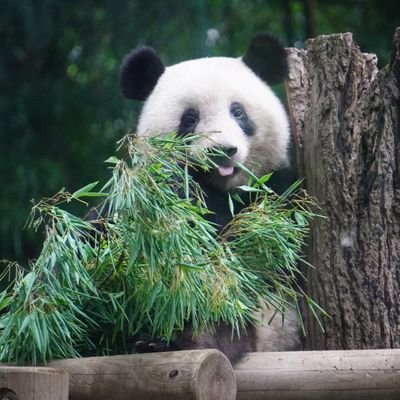 パンダLOVE！ pandalove🐼 (@panda_1231_love) / X