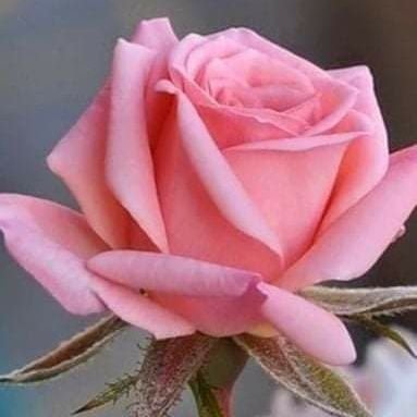 Rajaraja1466's profile picture. rajan