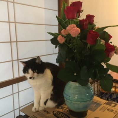 4423ko104ki's profile picture. 2020年4月から放送大学の人間と文化コースに入学しました。😅 のんびりと学びそのものを楽しんで行きたいです。🐱と🐶飼ってます。畑も少しやってます。