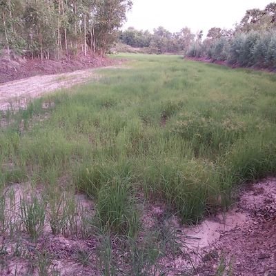 al0QlIqtuhlaj1L's profile picture. อุบลบ้านๆชอบเสียว