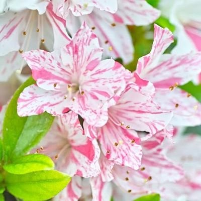 ハッピーさんのプロフィール画像