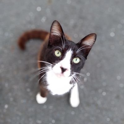 ピー助さんのプロフィール画像