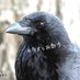 カラスとお散歩🖤カラスです (@osanpo_Crow) Twitter profile photo