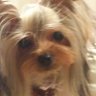 hal_natsudog's profile picture. 勝手にフォローしますが、どうか許して下さい。