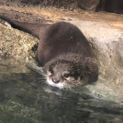 うそかわ Roa Masu Twitter うそかわ Roa Masu Twitter