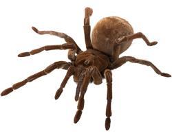 The Goliath Bird Eating Spider Care Guide.  Download our Care Guide today at:  http://t.co/pGtCjLHipc