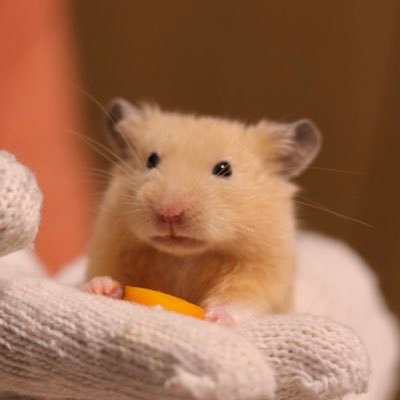 unchipakupaku's profile picture. 