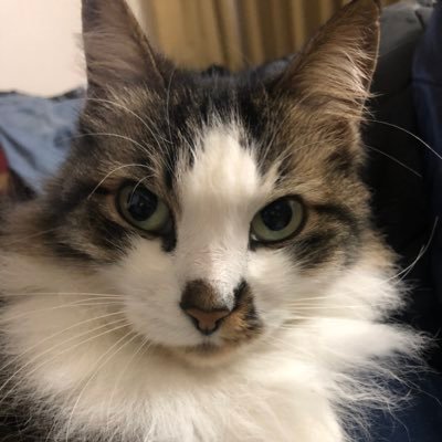 KostantineRaif's profile picture. Trave