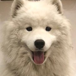 A Samoyed aptly named after a nutty & sweet Mexican treat. All mischief posted here is my own & not a reflection of my humans' failings. IG: @mazapan_in_canada