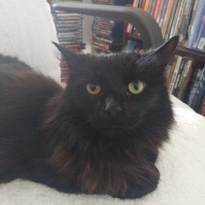 Gatchamic's profile picture. Likely has a degree covering why you're wrong