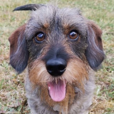 Léo(pold). Male Dachshund born in May 2015. Living in Paris. I'm Olivier's dog. #SausageArmy Lily🌈 (@Fachshund) is my beloved. @HarleyBarleyPup is my twin bro.