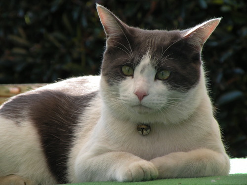日々を猫と暮らすお気楽な世捨て人です。
半世紀を超えて生きて来きましたが、最近　日本の将来・子供たちの未来について気掛かりでなりません。東日本大震災を機にTwitterを始めました。宜しくお願いします！