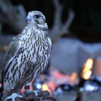 المرفهــ (@23115e81f48d488) 's Twitter Profile