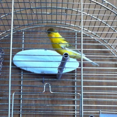 sdinkhan's profile picture. Beast