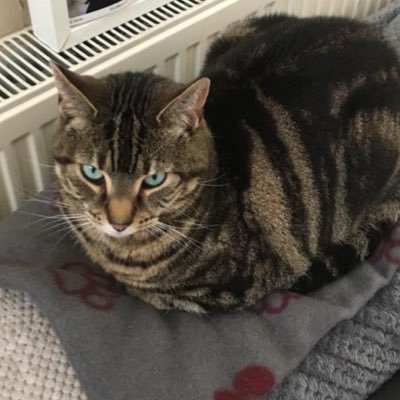 maisey_cat's profile picture. Meow. I am lazy Maisey my dad is a Vicar and my mum is my keeper. I am the vicarage cat and princess 👑