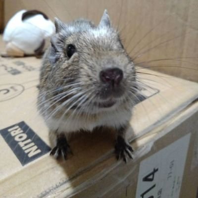 デグー(こむぎ8歳4ヶ月 20240816🌈)
セント・フォース新内眞衣さんをこれからも応援🐭
落語・講談を聴くのも大好きです😃
最近は、チームみらい・安野たかひろさんを応援📣