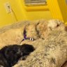 kraftercrown's profile picture. Mom to Missy the Lhasa and Olive the Labradoodle. Believes in the great work done at Shriners Children’s®. Loves dogs, purple, and family.