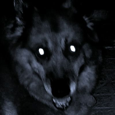 Leonardogreg1's profile picture. SIC PARVIS MAGNA