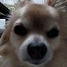 rOczjfZf0BJCLEB's profile picture. 今後ともよろしくお願いします。
リツイートの方が多いかも知れません。