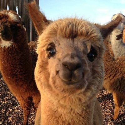 Alpaca & llama enthusiast 💊 Opinions are my own 💊 Tweets are not medical advice 💊 EM Pharmacist s/p PGY1 💊 PharmD 💊 BCPS