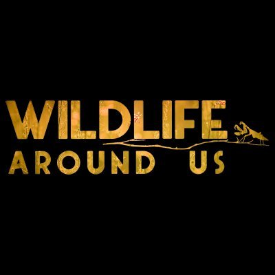 wildlifaroundus's profile picture. This is Manaska Mukhopadhyay. In my Youtube Channel "Wildlife Around Us" , I share easy Macro Photography tutorials and outdoor sessions. Check it out