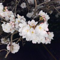 なし (@ooo_ringo) 's Twitter Profile
