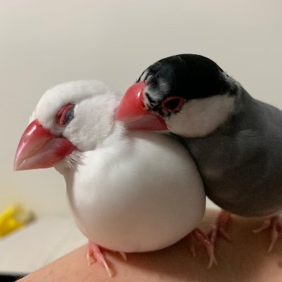 文鳥YouTuberやってます☆

桜文鳥のあずき(♂)
白文鳥のミルキー(♀)

チャンネル紹介動画
https://t.co/tQanCWsyju

インスタ
https://t.co/3qAPZPHwPb

文鳥妻の節約ブログ
https://t.co/MXwV2pGqR8…