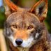 Red Wolf (@ncsuamy) Twitter profile photo