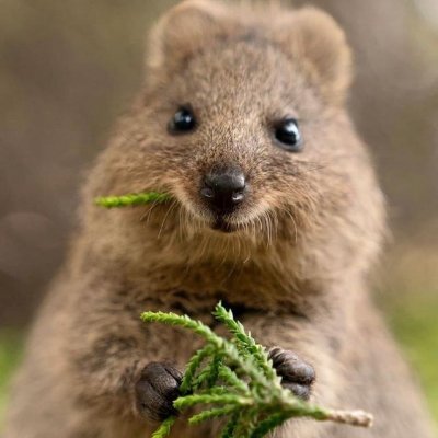 s4hm4d's profile picture. 🇮🇷 CTF player, low-hanging bug hunter :)