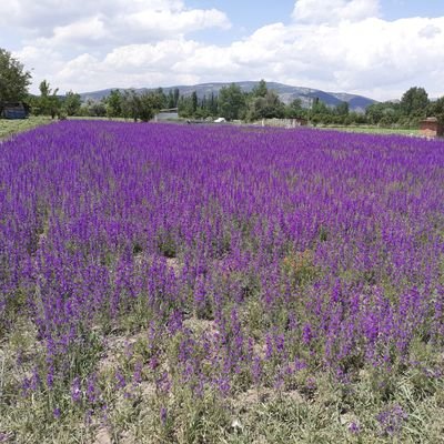 necdetxyz's profile picture. 