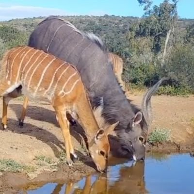 Bringing you the taste of the Bushveld to your home with our variety of products & hunting packages. Under new ownership since July 2019. Fourie Family. 🐃